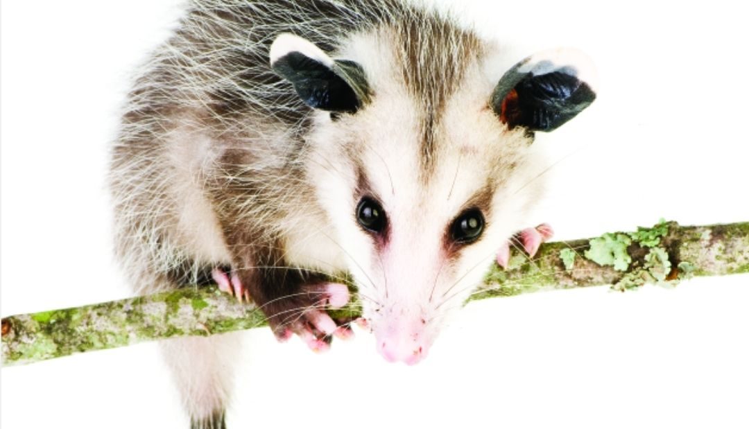 Playing Possum: Pennsylvania Opossums