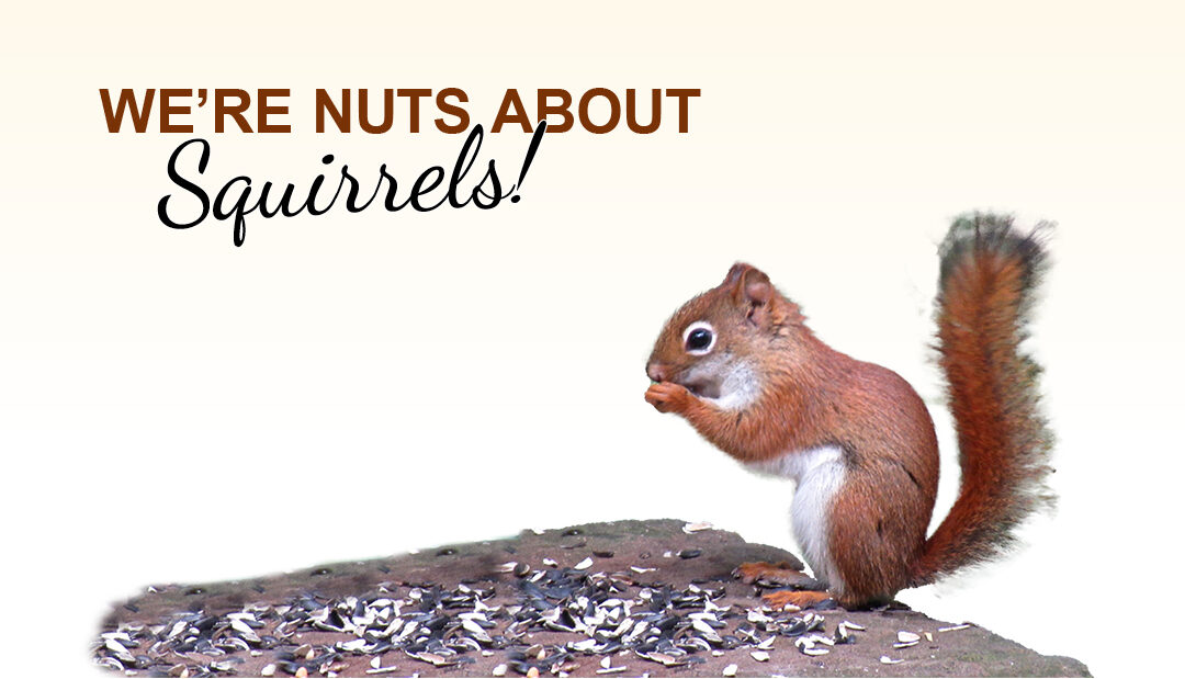 We’re Nuts About Squirrels