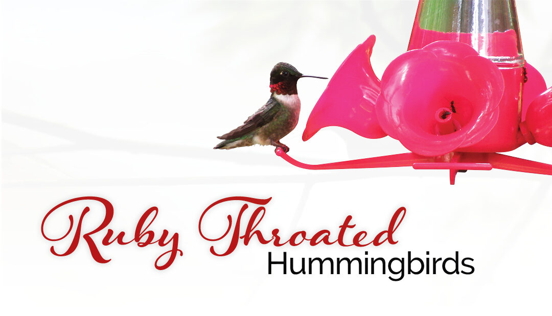 Ruby Throated Hummingbirds